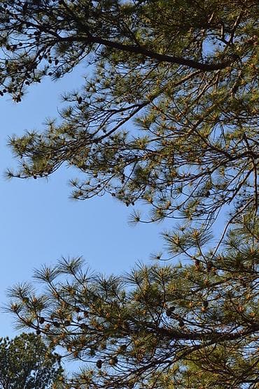 фотоаппарат nikon 5200: Nikon D3200 В отличном состоянии В комплекте штатив сумка кардридер — 6