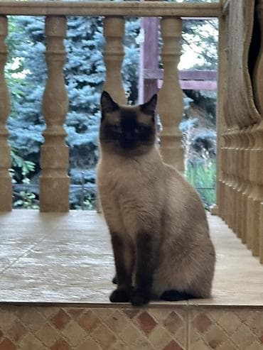 Породистая кошка с сиамским (колор-пойнт) окрасом.Девочка 5 — 1