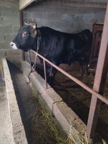 дом животных: Продаю | Бык (самец) | Швицкая | На откорм | Привязанные — 6