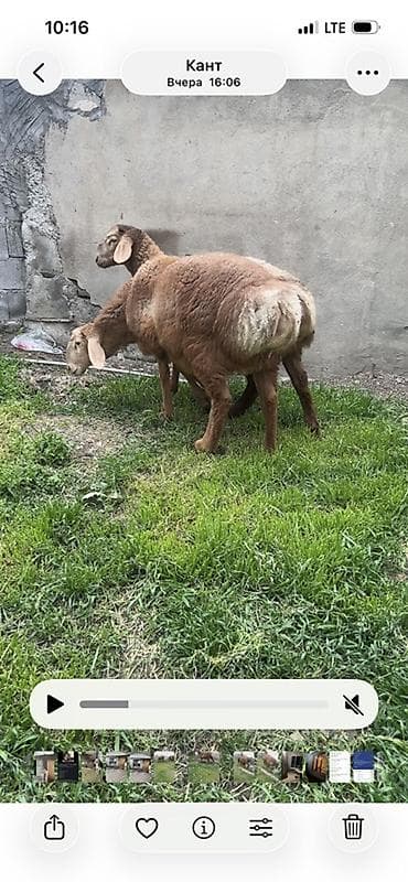 щенки алабайа: Продаю | Овца (самка) | Эдильбаевская | Для разведения — 3