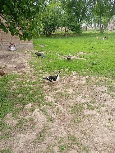 Продам с/х животных: Домашняя птица для подворья - Утки: на выгуле видно — 1