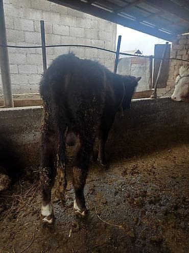 А/ч жаныбарларын сатам: Сатам | Бука (эркек) | Бордоп семиртүү үчүн | Байланган — 1