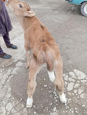 бычки семетальная: Продаю | Музоо, торпок | На откорм | Искусственник — 5