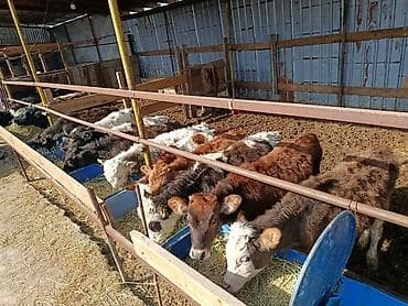 куплю мясо оптом: Продаю | Тёлка, Музоо, торпок | Полукровка, Ангус, Голштин | На откорм, На забой, Для разведения | Племенные, Искусственник — 3