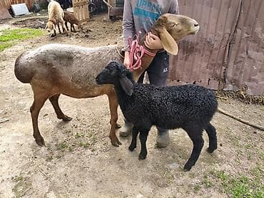 Баран, овца: Продаю | Овца (самка) | Арашан — 1