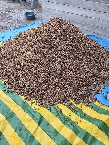 абрикос: Баткенской кургатылган натуральный орук как бар 1 тона только Оптом — 2