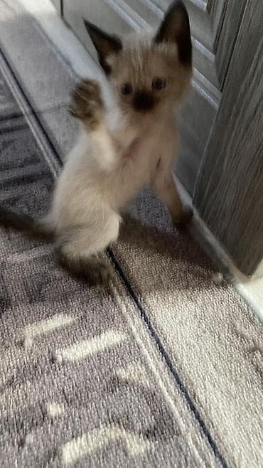 котята каракол: Сиамская, 2 месяца, Мальчик, Приучена к лотку — 5