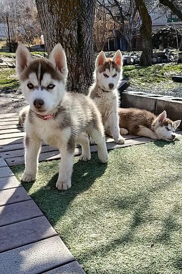 Ит бекер берем: Территория Tundra_312 выставляет на продажу отличных, высоко-породных — 3