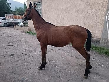 корм куры: Продаю | Конь (самец), Жеребец, Жеребенок — 2