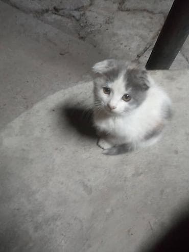 лысые кошки: ВЕСЛАУХАЯ КОШКА Котёнок, окраса серо-белый с пятнышком на лбу — 2