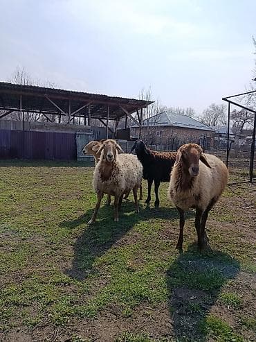 рабочи ат: Продаю | Овца (самка) | Полукровка | На забой | Ярка — 2