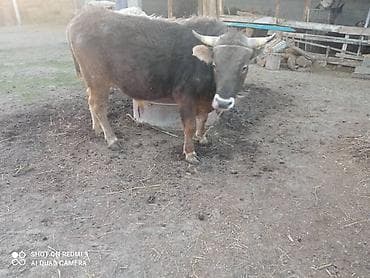 кукуруза оптом: Продаю | Бык (самец) | На откорм — 1