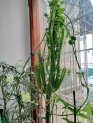 аихризон купить: Церопегия Сандерсона,большой горшочек цена 1000 сом.цветет в данный — 11