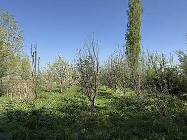 дешово продам: Сарай сатылат Беловодскийдин усту жагында алма бактары бар алдында — 4