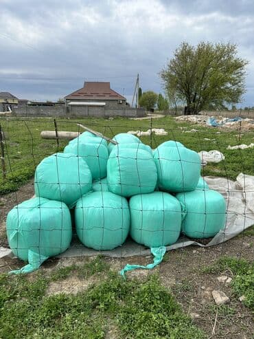 собаки в бишкеке бесплатно: Силос продаю в пакетах Доставка Бесплатная только ПО ОКРАИНЕ АЭРОПОРТА — 1