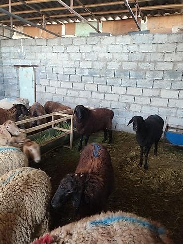 Продаю | Овца (самка) | На забой | Матка