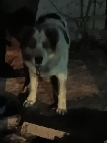 купить собаку бишкек: Алабай, 3 года, Самец — 4