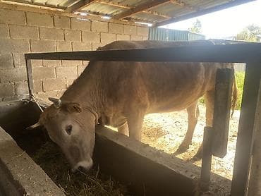 ат талас: Продаю | Корова (самка) | Швицкая | Для разведения, Для молока | Привязанные — 2