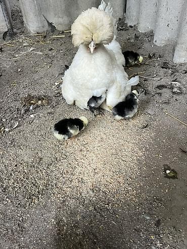 үй жаныбарлар: Сатам | Балапандар — 3