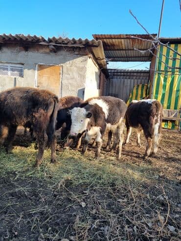 пол для коров: Продаю | Музоо, торпок | Полукровка | На откорм — 4