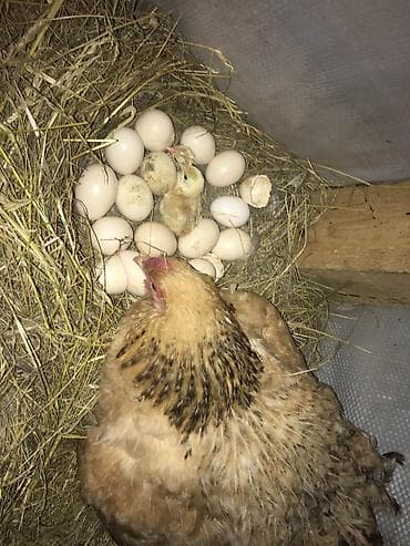бек абад: Продаю | Куры, Инкубационные яйца | Домашняя | Для разведения — 1