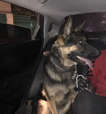 Аквариумдар: 🐶 Продаётся немецкая овчарка, девочка 10 месяцев Окрас — 2