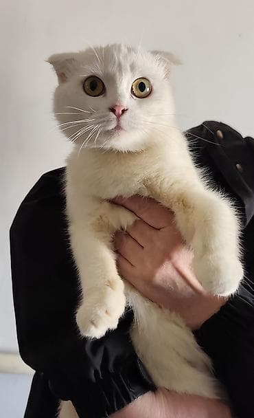 кошки в токмоке: Белые кошки с редким окрасом и выразительными янтарными глазами. На — 1