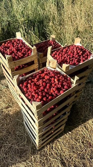 Продукты питания: Малина — 1