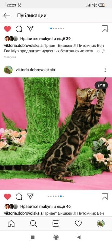 купить породистых котят: Красивейшие бенгальские котята .вырастают вот такими красавцами очень — 16