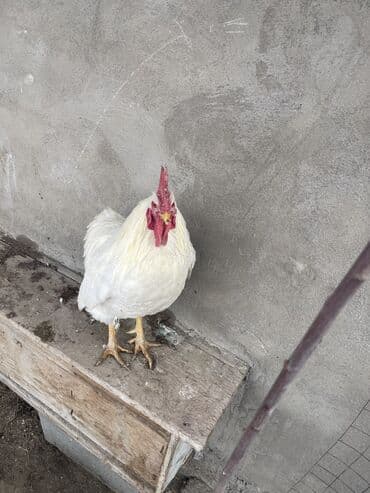 бишкектен уй сатылат: Куры курицы 🐔 14 шт + 1 петух 🐓 Куры по 400с Петух 800с Адрес село — 2