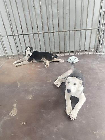 Иттер: Алабай, 4 айлык, Эркек, Ит тегин тастыктоочу документ — 3