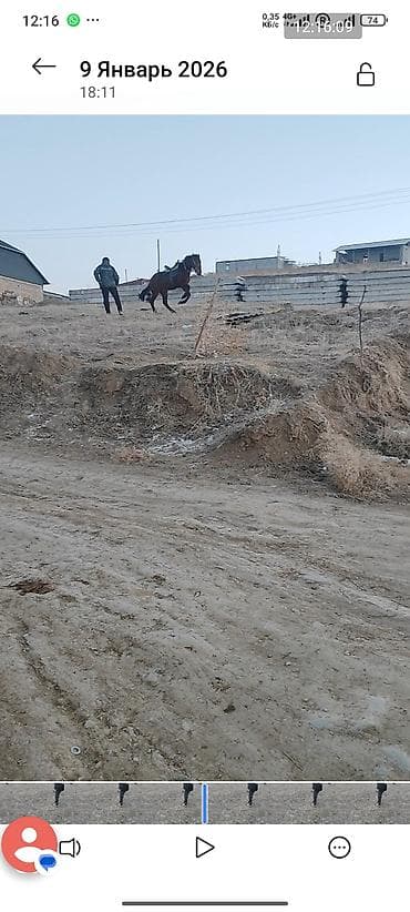 дресеровка собак: Продаю | Жеребец | Конный спорт — 3