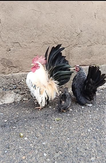 шамо короз: Продаю японские Шабо кур петух — 2