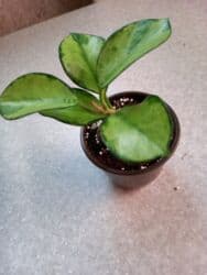 диффенбахия растения: Хойя «Лиза» (вариегатная) ЦЕНА-250 сом АДРЕС:Токтогула пер. Уметалиева — 3