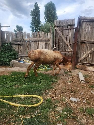 Үй жаныбарлары: Сатам | Кочкор (эркек) | Арашан | Көбөйтүү үчүн — 2