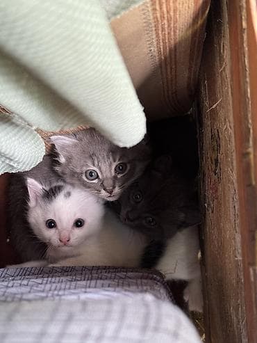 Котята – очаровательный трио малышей - Возраст: примерно 2-3 недели lalafo.kg да Котята – очаровательный трио малышей - Возраст: примерно 2-3 недели