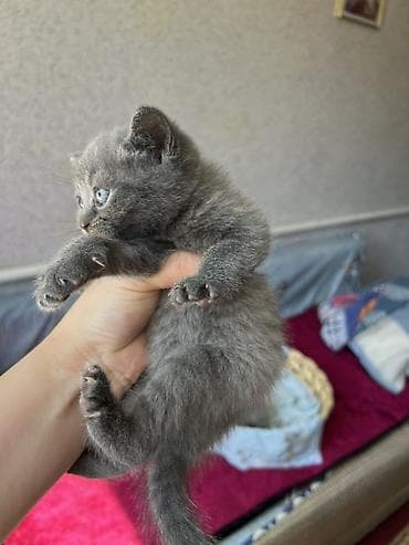Животные: Договорная — 5