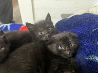 вислоухий кот рыжий: Скотиш Страйт (Шотландская прямоухая), 1 месяц, Девочка, Серый, Приучена к лотку — 13