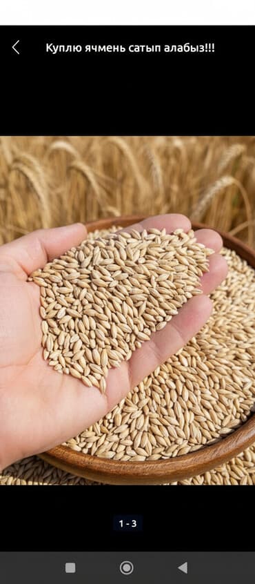 Арпа жем 26 - Чистое зерно ячменя: полновесное, ровное зерно