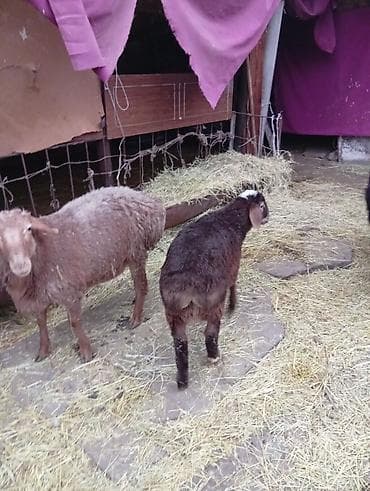 продаю кур несушек: Продаю | Овца (самка) | Полукровка | Для разведения | Матка — 8