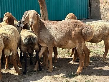 кошка манас: Продаю | Ягненок, Баран (самец) | Полукровка, Арашан | На забой, Для разведения | Племенные — 8