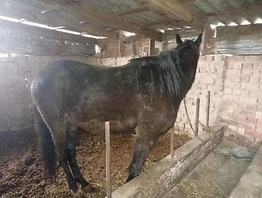 Аквариумдар: Сатам | Бээ (ургаачы) | Жумушка — 1