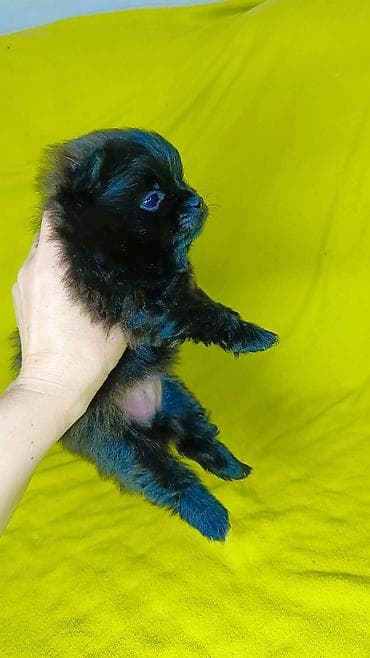 эркек ит: Шпиц, 1 айлык, Эркек — 4