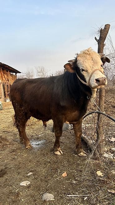 кошки жалал абад: Сатам | Бука (эркек) | Аргын | Бордоп семиртүү үчүн | Байланган — 8