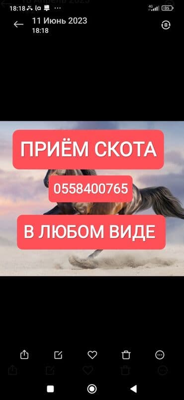 купить измельчитель травы и сена: Куплю | Коровы, быки, Лошади, кони, Другие с/х животные | Круглосуточно, Любое состояние, Забитый — 1