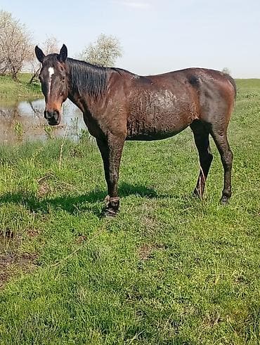 пони животное: Продаю | Кобыла (самка) | Рабочий — 1