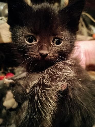 рэгдолл цена бишкек: Котята породы сиамская — 4