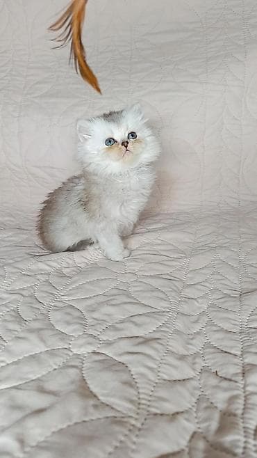 сколько стоит сиамский котёнок: Шотландские котята возраст полтора месяца, обучен всему этикету. доп — 1