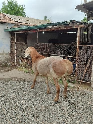 Үй жаныбарлары: Сатам | Кочкор (эркек) | Көбөйтүү үчүн | Асыл тукумдуу — 2
