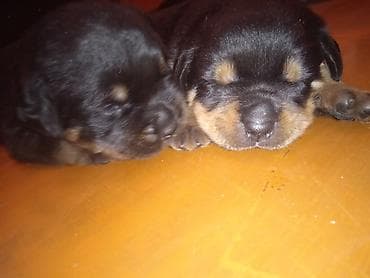 американская короткошерстная кошка купить: Открыта бронь на щенков ротвейлера — 4